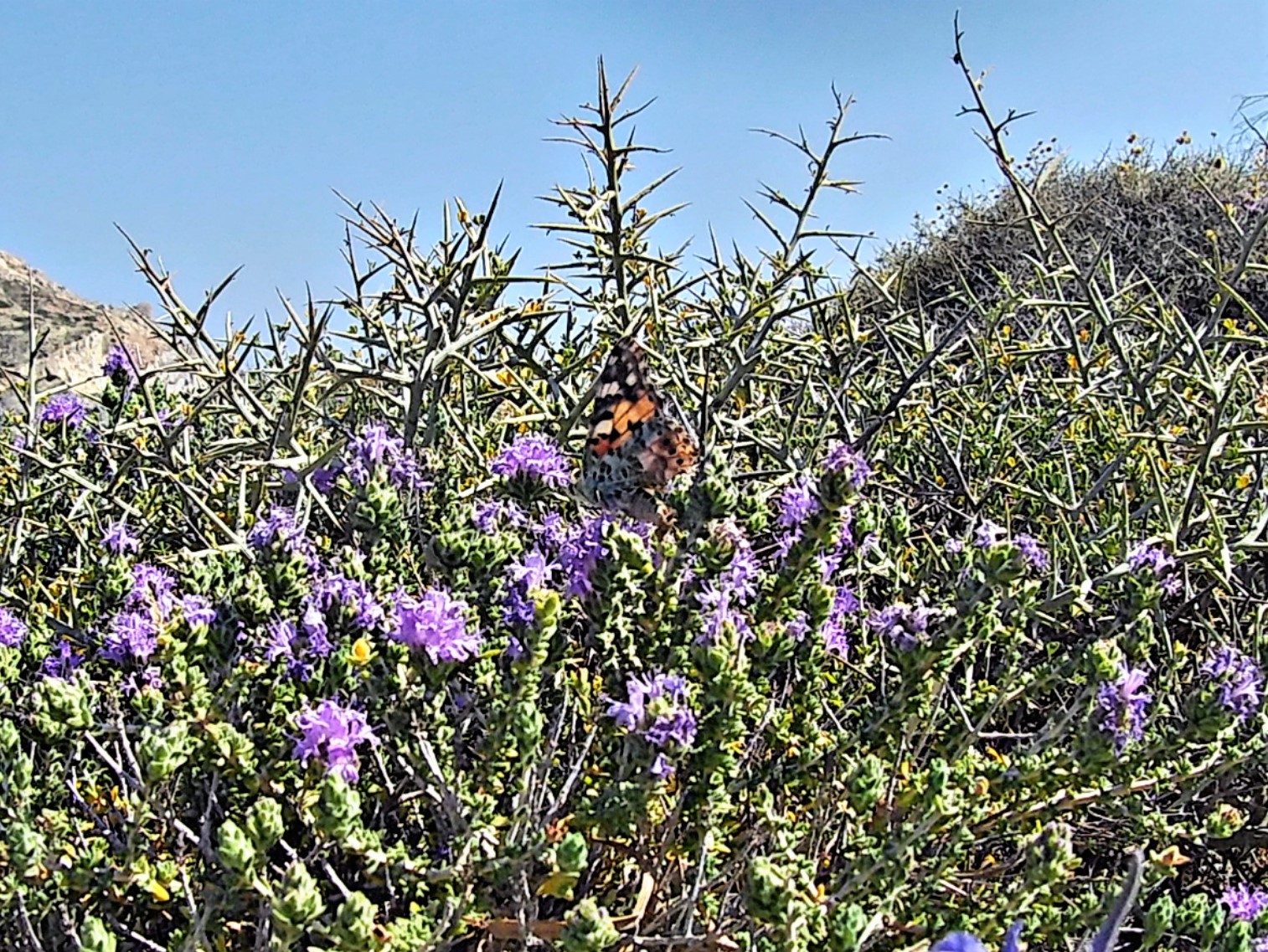Farfalle lungo il sentiero tra Galifos e Agios Nikolaos